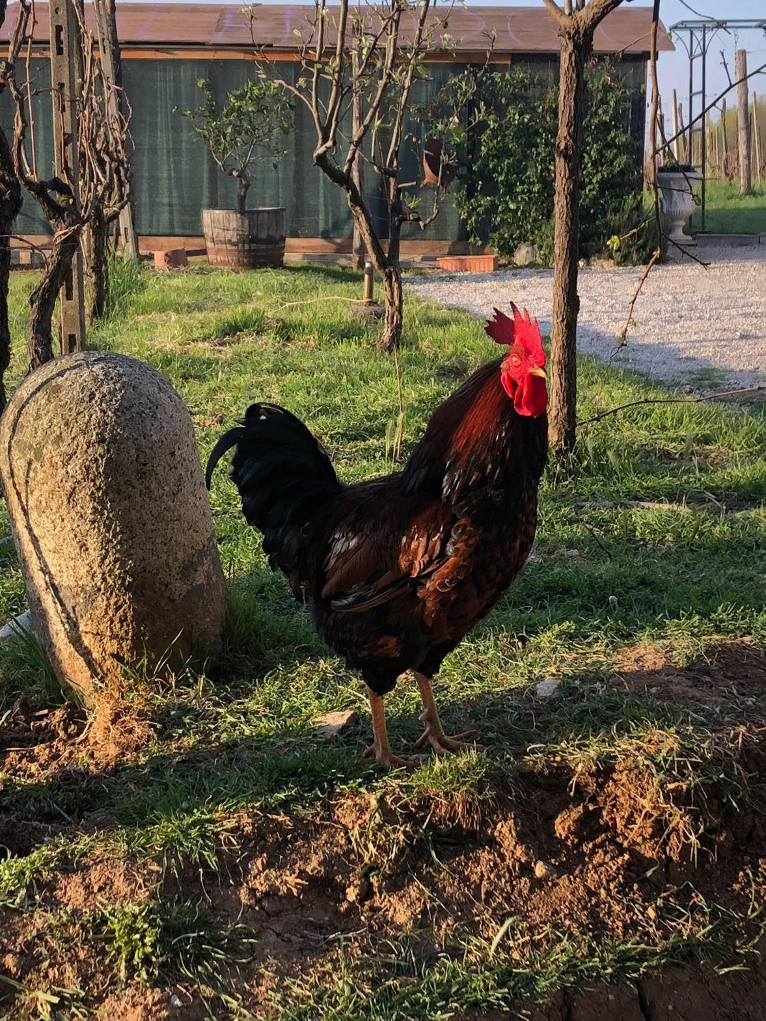 La Bosca Agriturismo Gavardo Dış mekan fotoğraf
